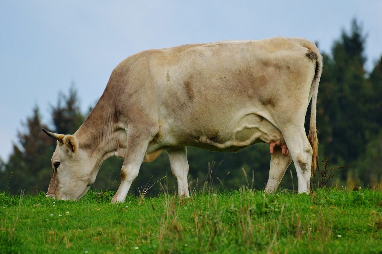 cow allgäu cute free photo