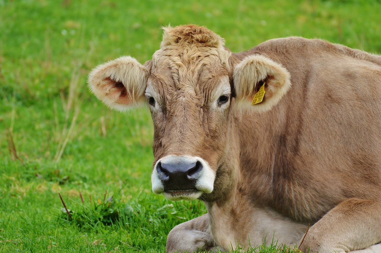 cow allgäu cute free photo