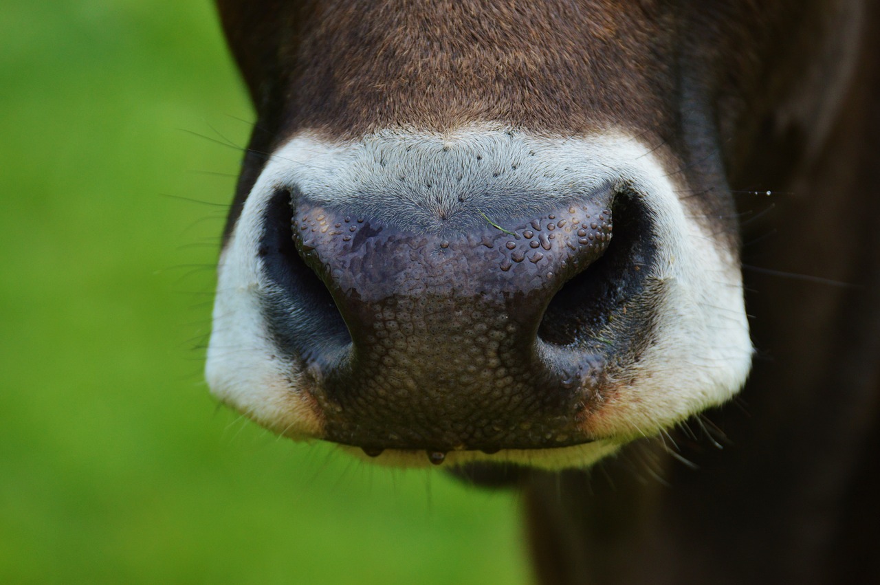 cow nose animal free photo