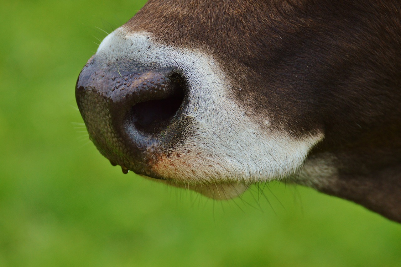 cow nose animal free photo