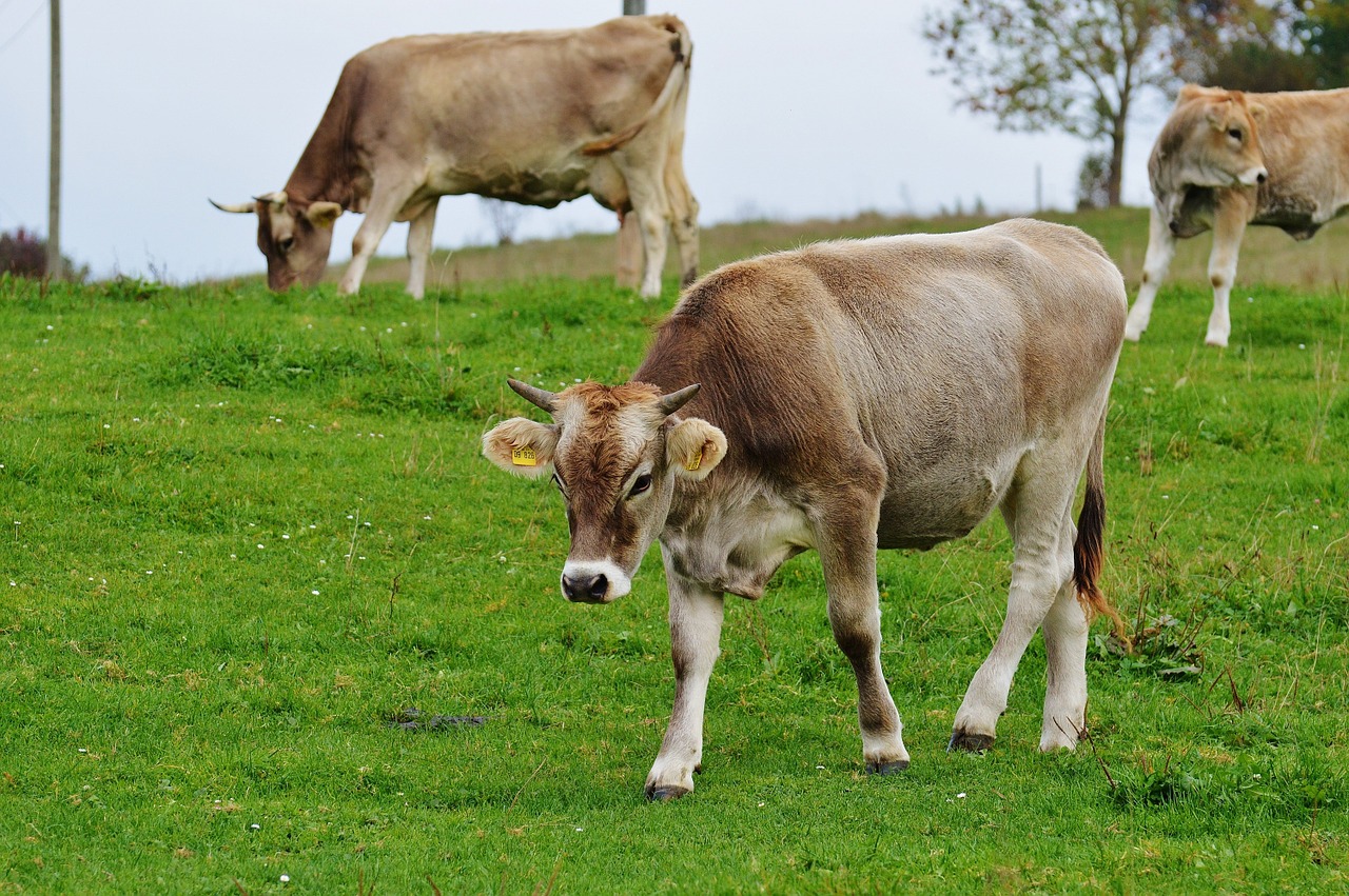 cow allgäu cows free photo