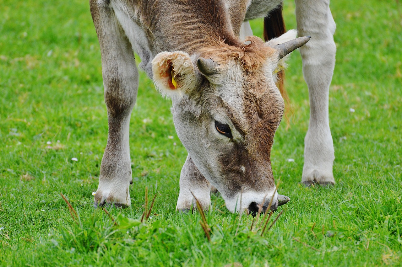 cow allgäu cows free photo