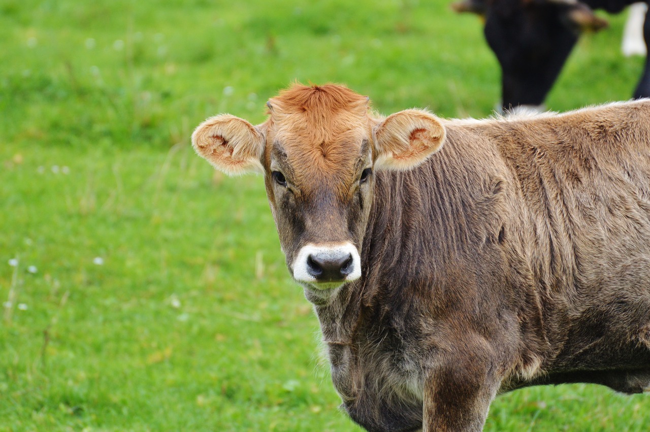 cow allgäu cows free photo