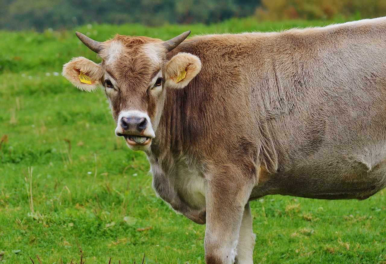 cow allgäu cows free photo