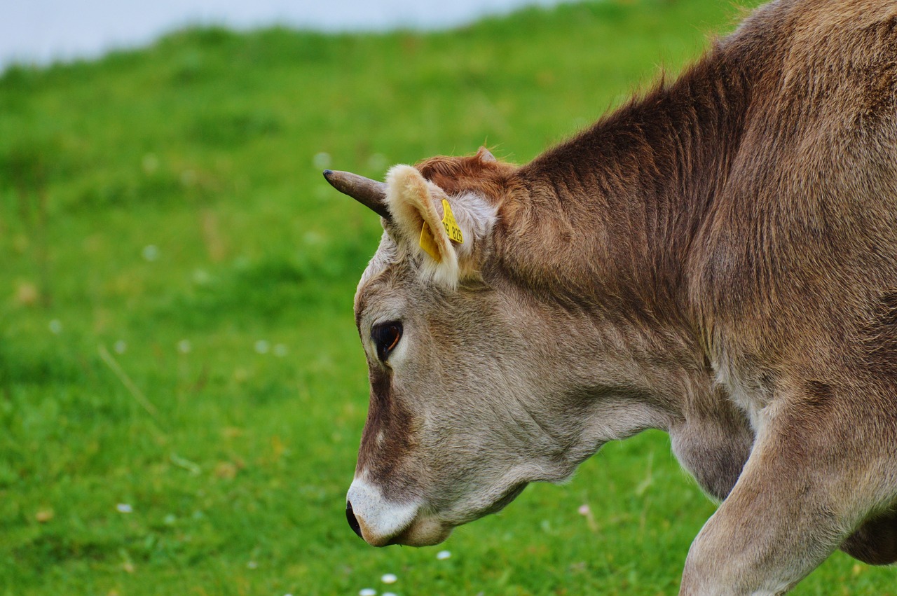 cow allgäu cows free photo