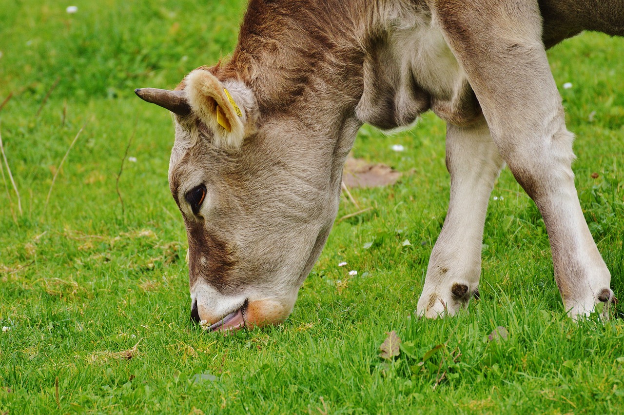 cow allgäu cows free photo