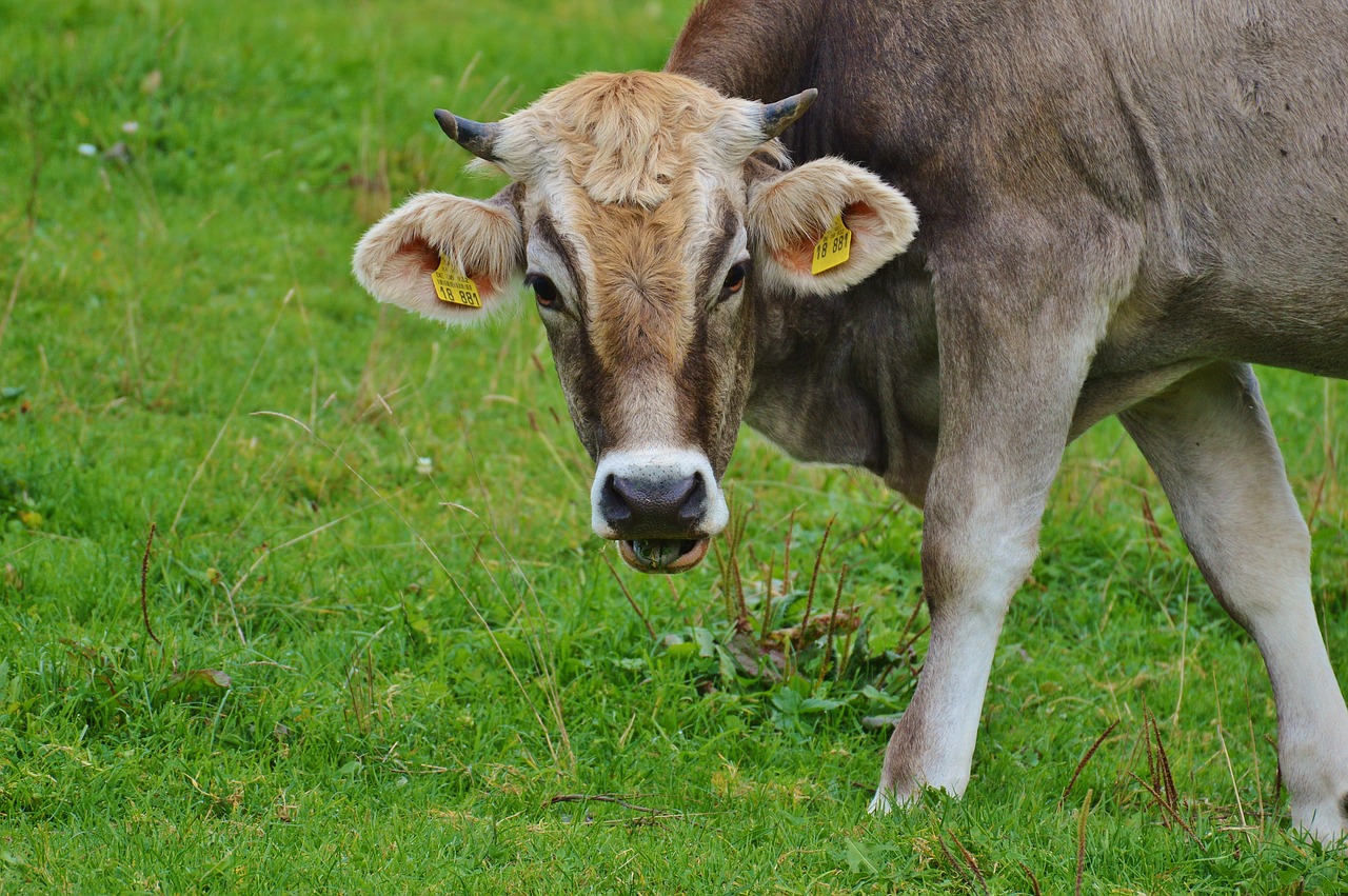 cow allgäu cows free photo