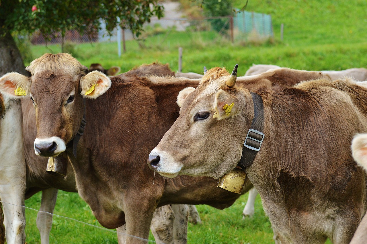 cow allgäu cows free photo