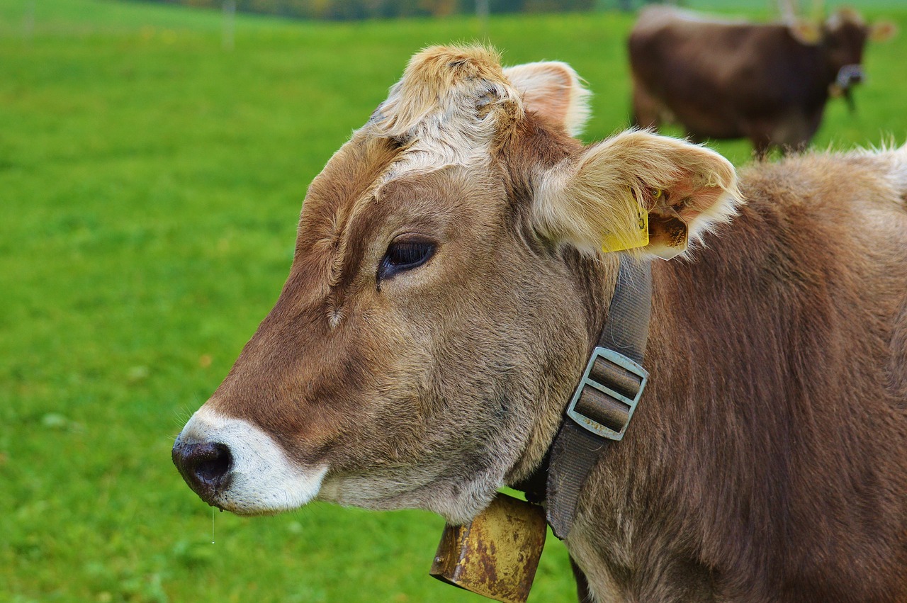 cow allgäu cows free photo