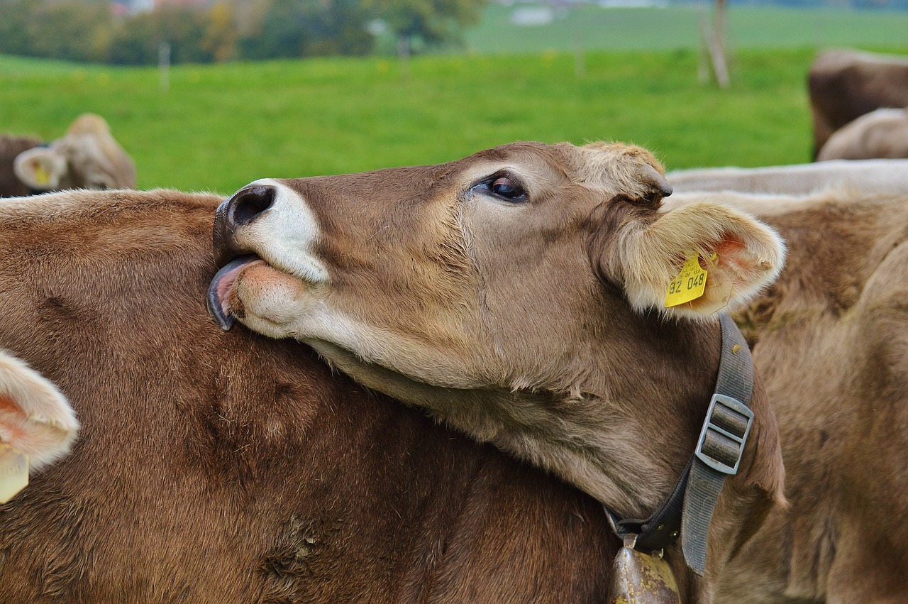 cow allgäu cows free photo