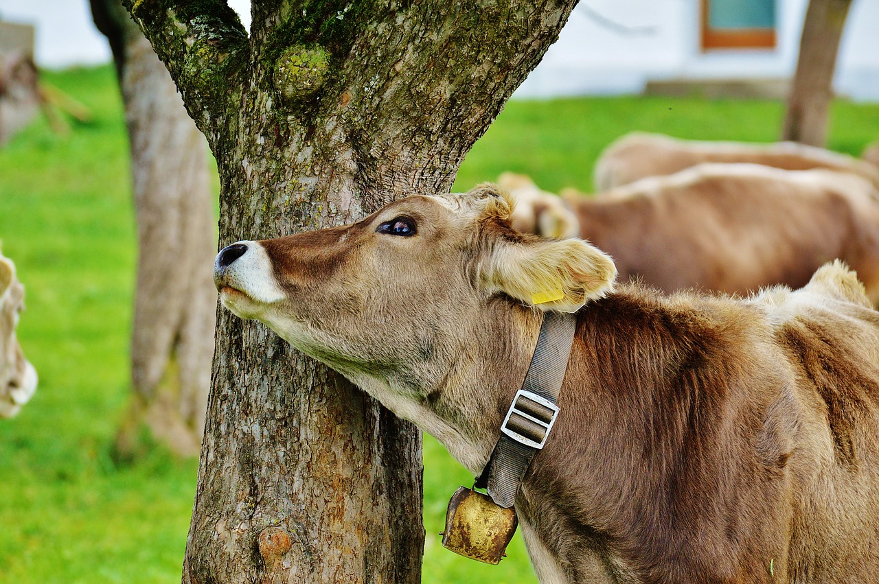 cow allgäu cows free photo