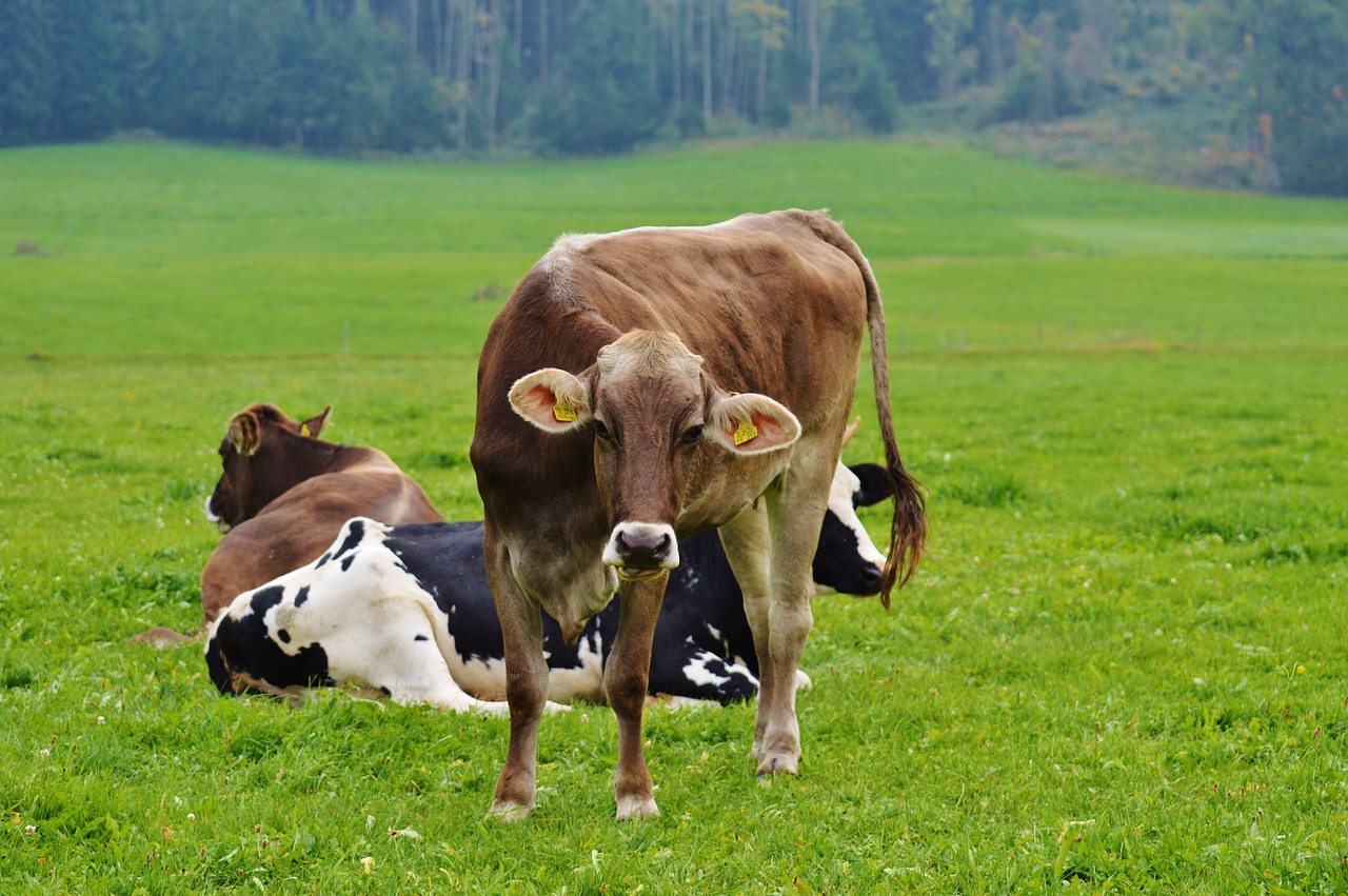 cow allgäu cows free photo