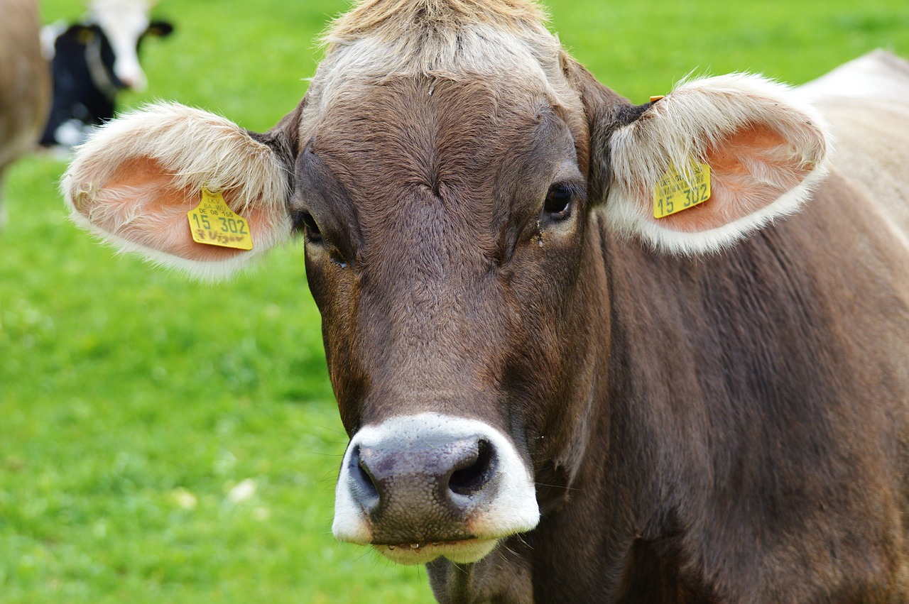cow allgäu cows free photo
