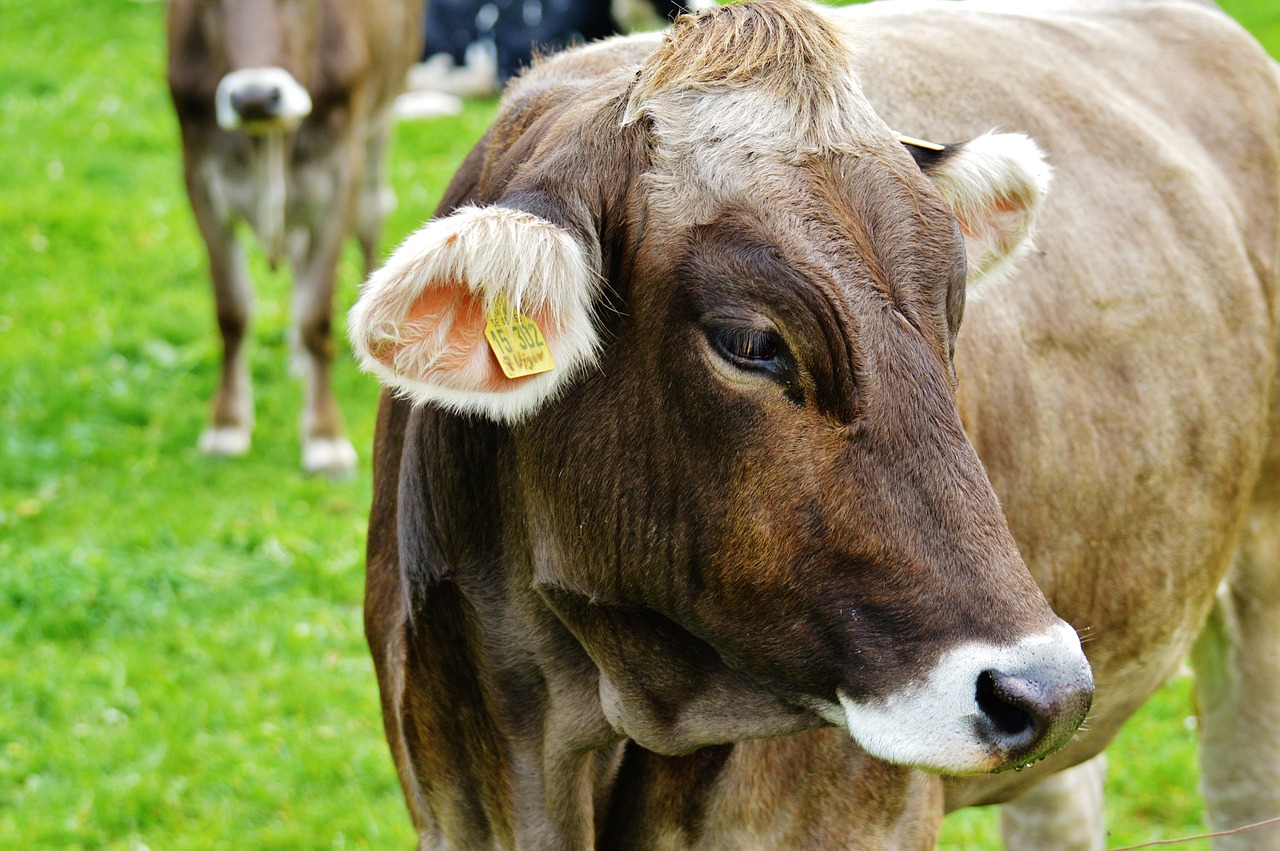 cow allgäu cows free photo