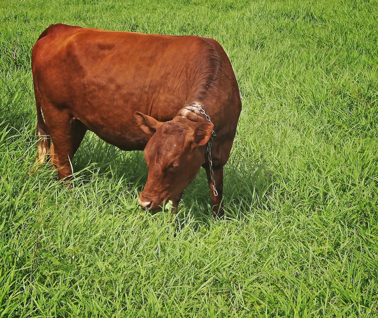 cow eating grass free photo