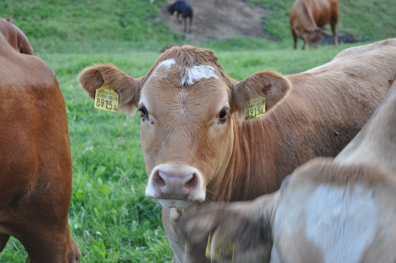 cow flock agriculture free photo