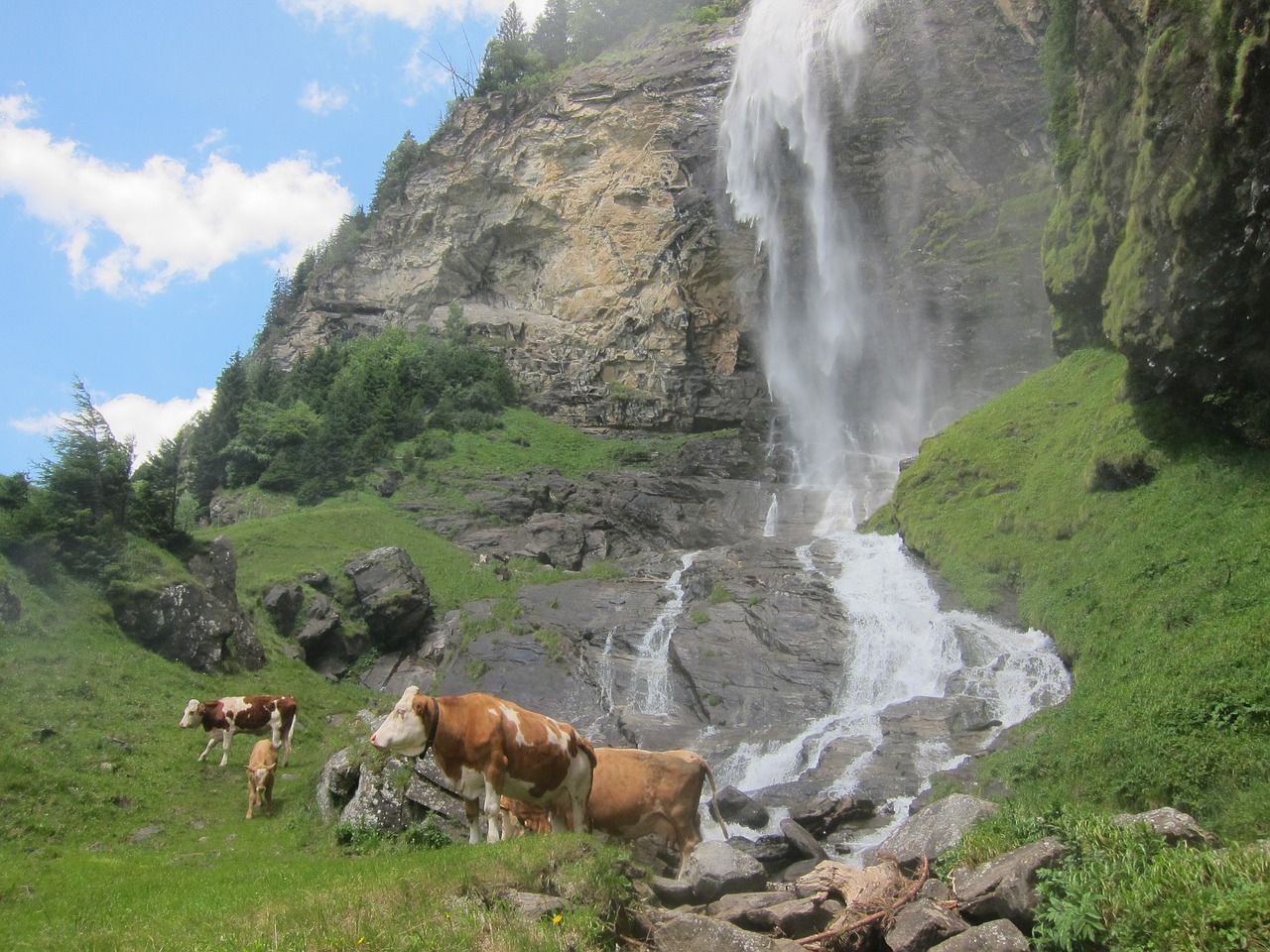 cow waterfall alm free photo