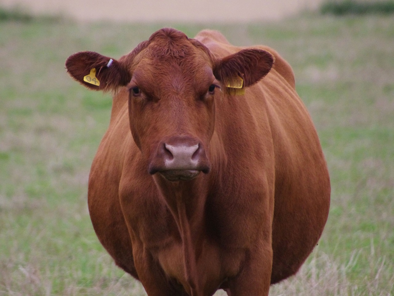 cow countryside farm free photo