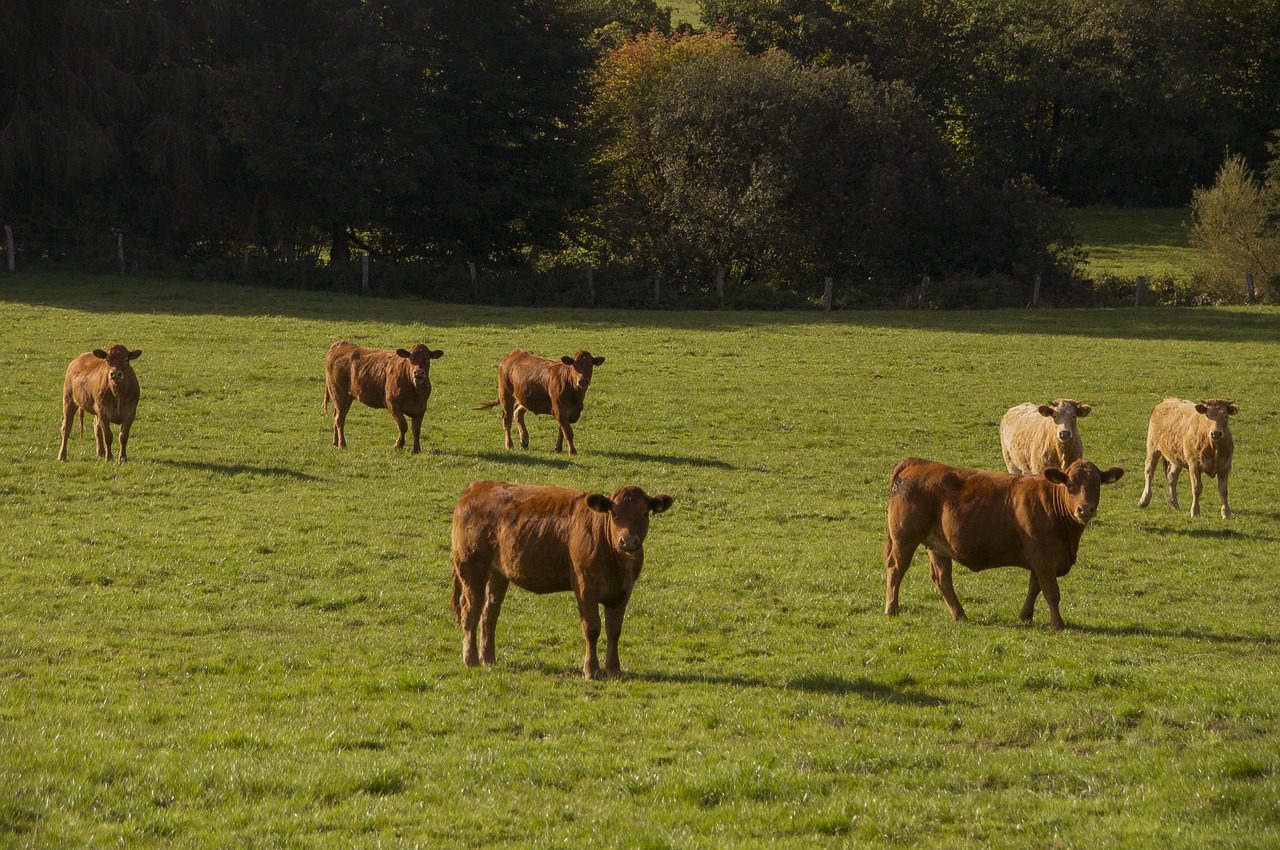 cow bull potions free photo