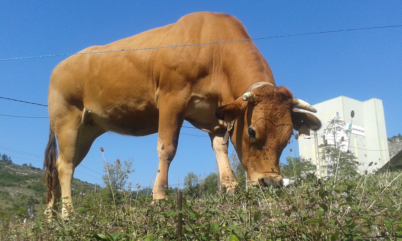 cow asturias nature free photo