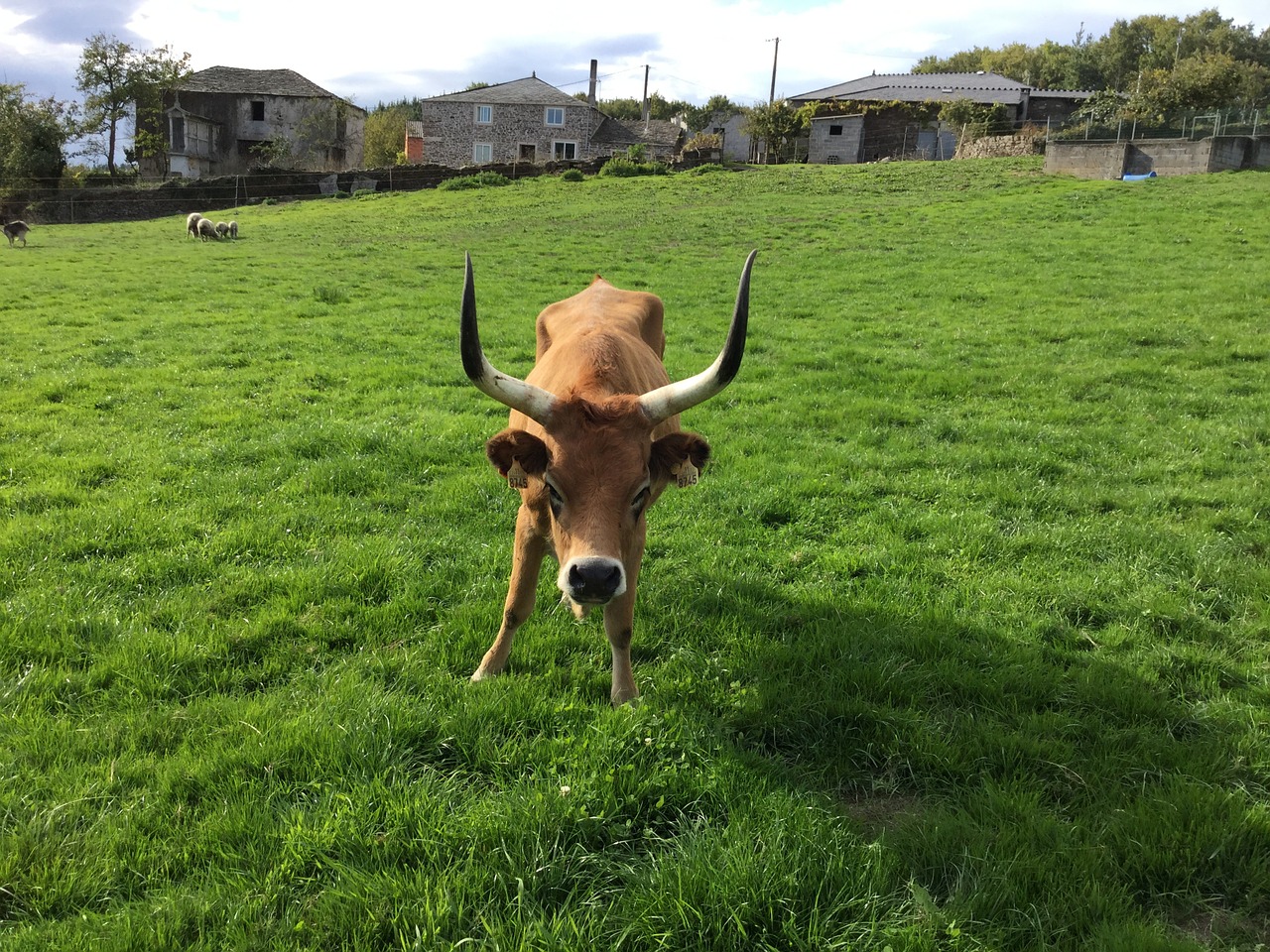 cow mount green free photo