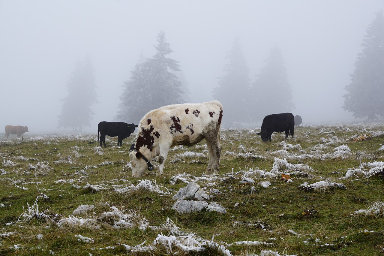 cow pasture winter free photo