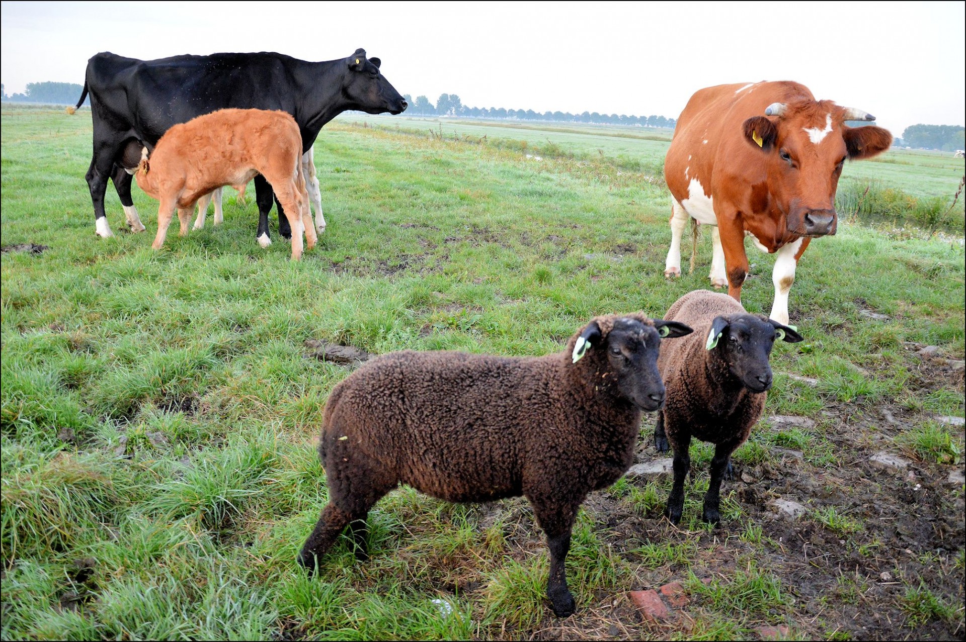 Сельскохозяйственное производство животных. Сельскохозяйственные животные. Домашние сельскохозяйственные животные. Сельское хозяйство коровы. Баран на корове.
