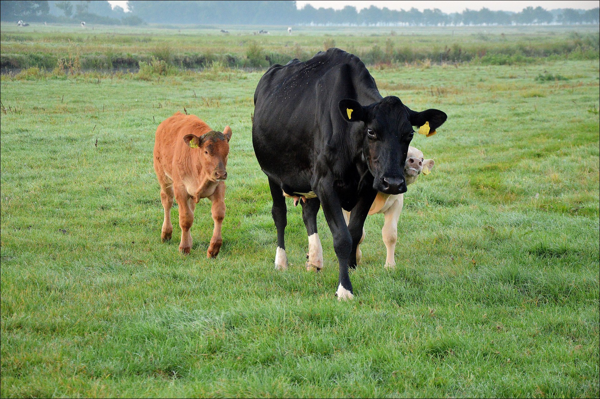 cow cattle calf free photo