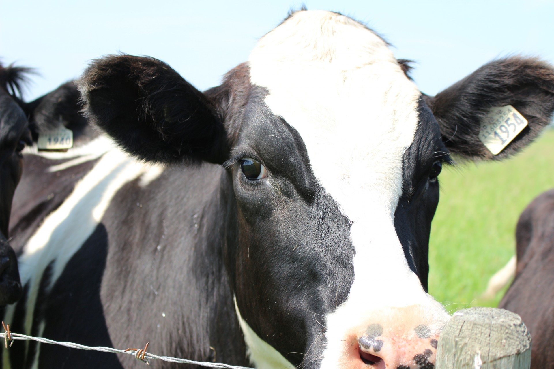 cow black white free photo