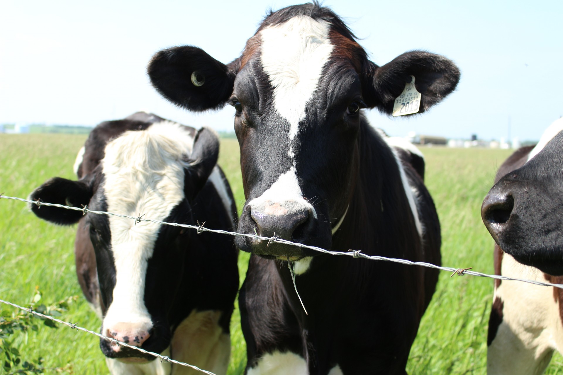 cow black white free photo