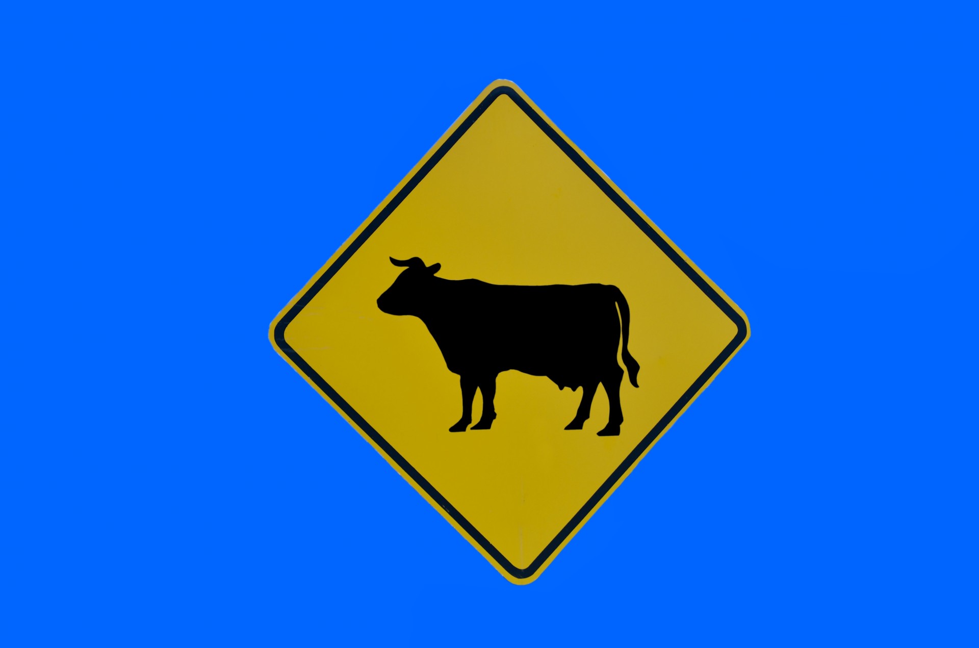 cow crossing road sign free photo