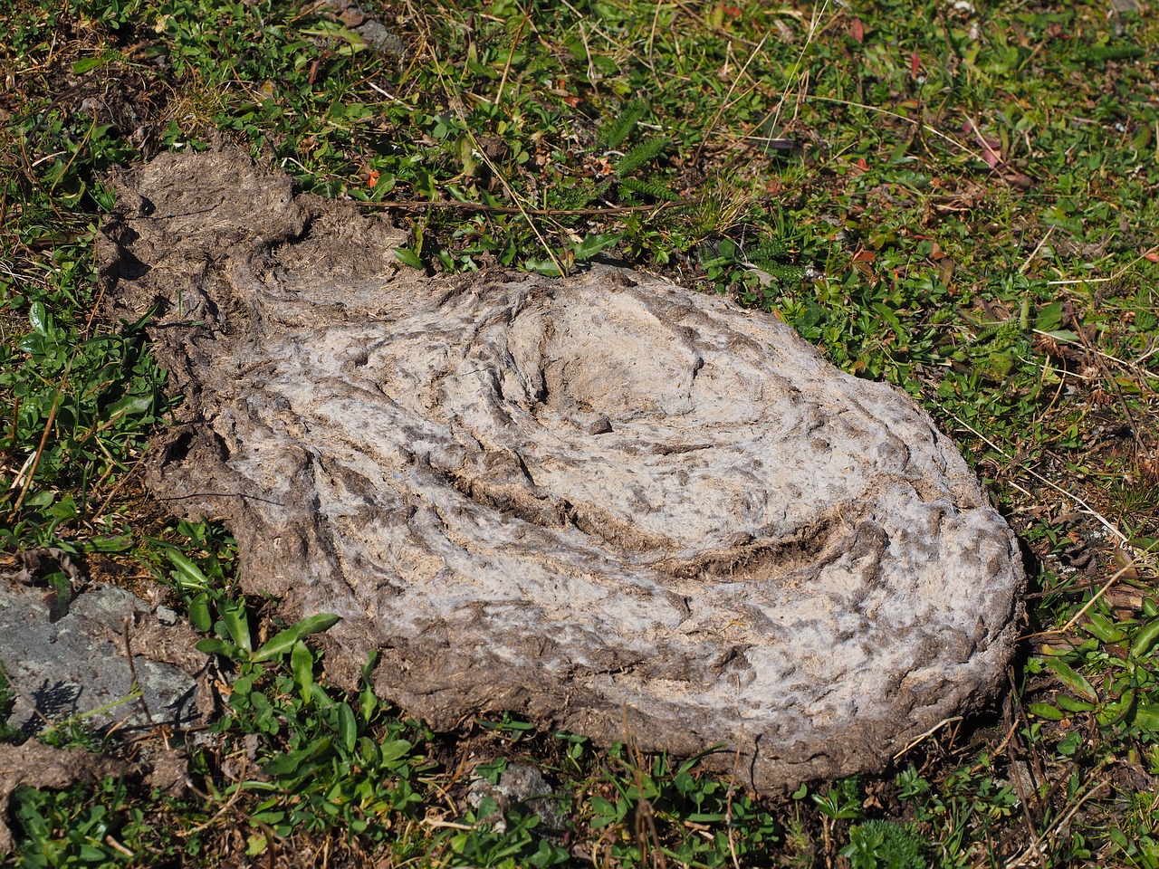 cow dung flat bread dung free photo