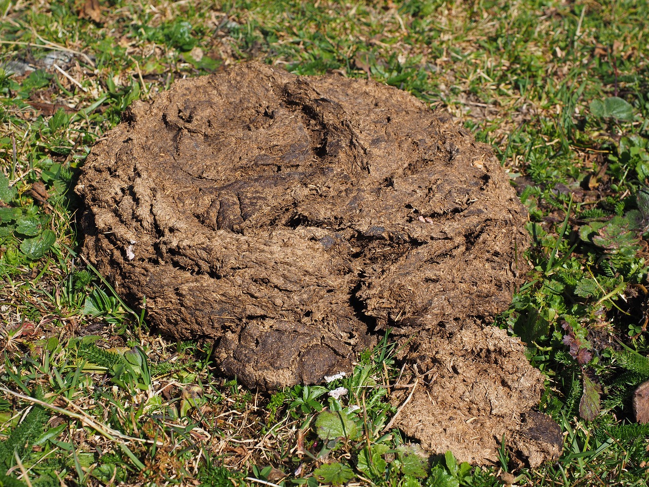 cow dung flat bread dung free photo