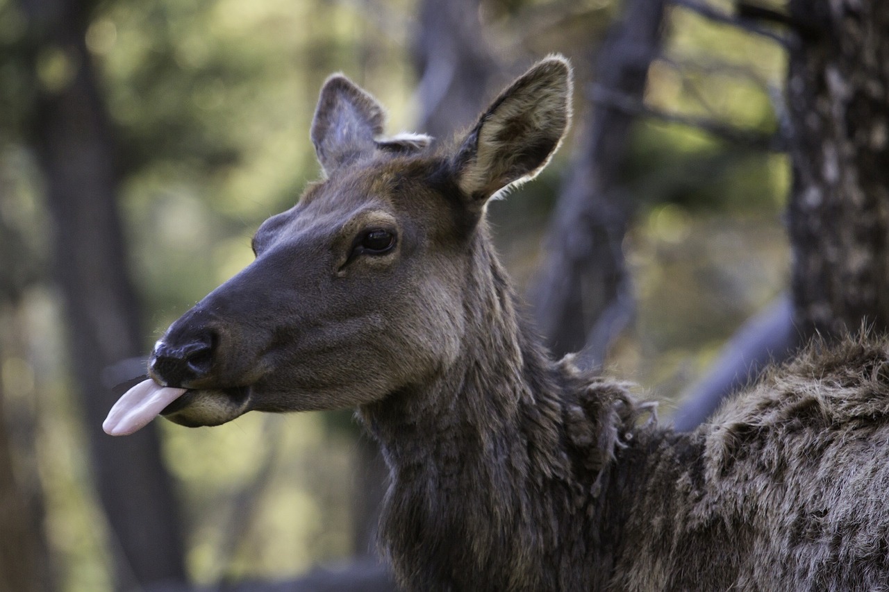 cow elk female tongue free photo