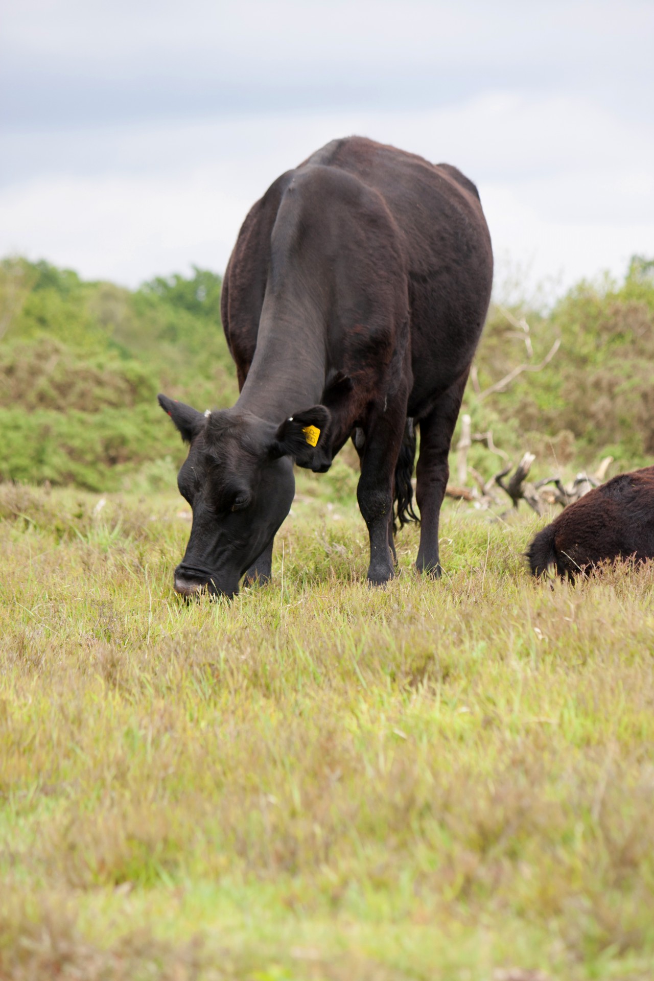 cow animal grazing free photo