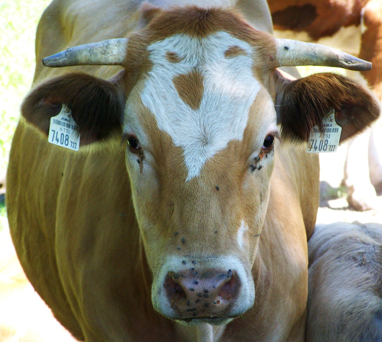 cow head pattern cattle free photo