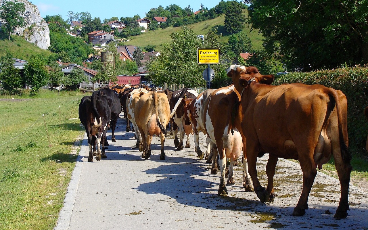 cow herd eselsburg eselsburg valley free photo