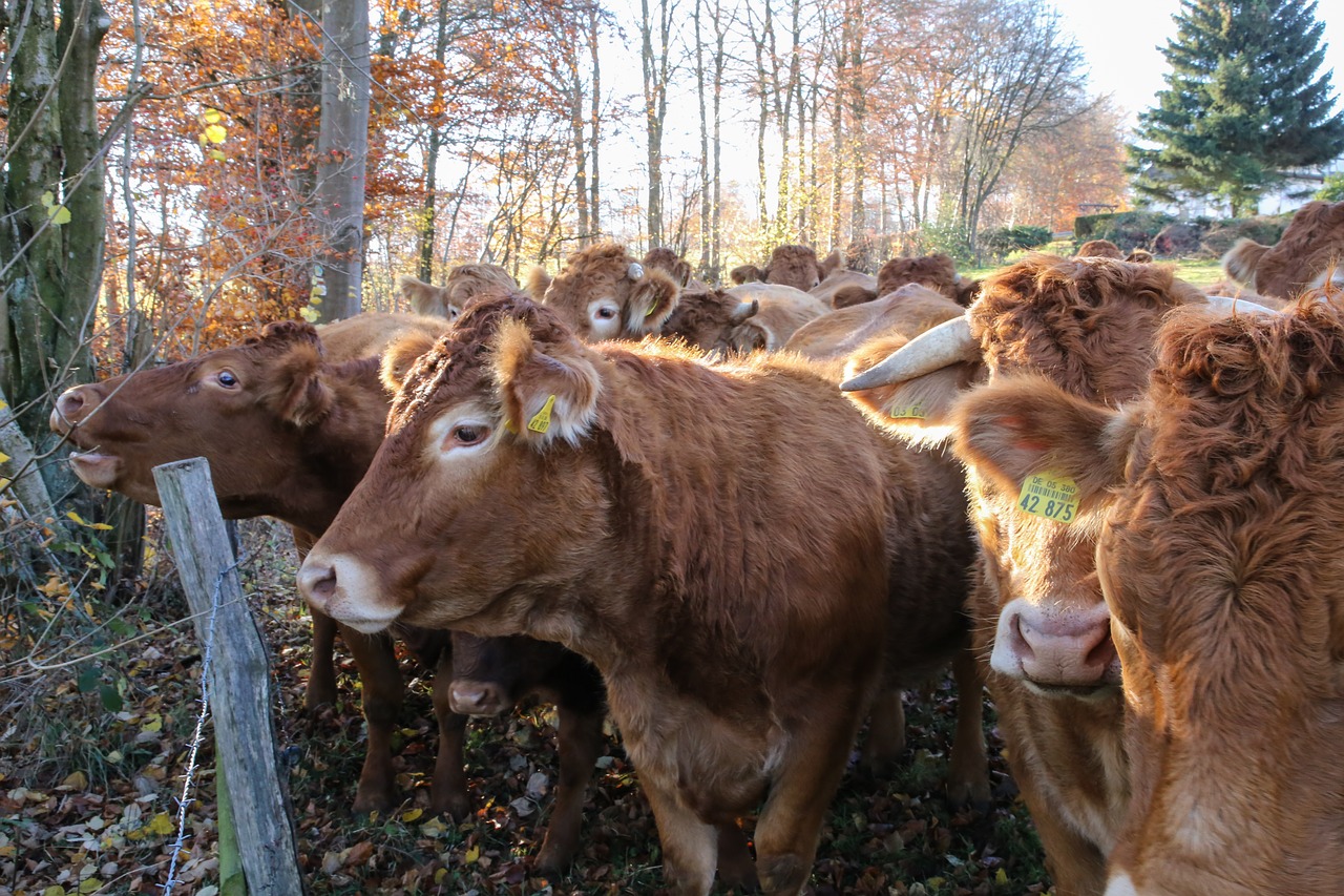 cow herd  herd of cattle  agriculture free photo