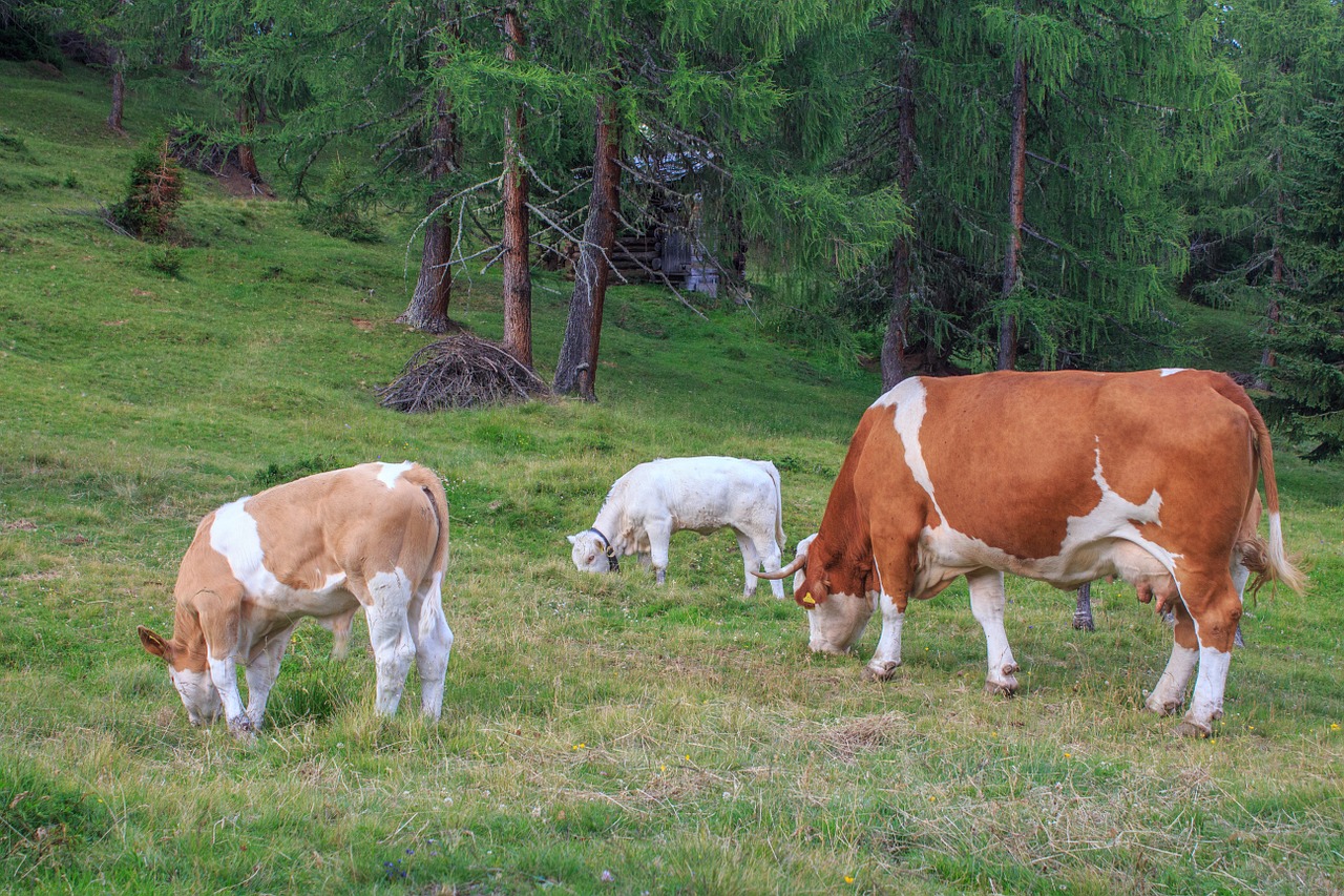 cow herd cattle cows free photo