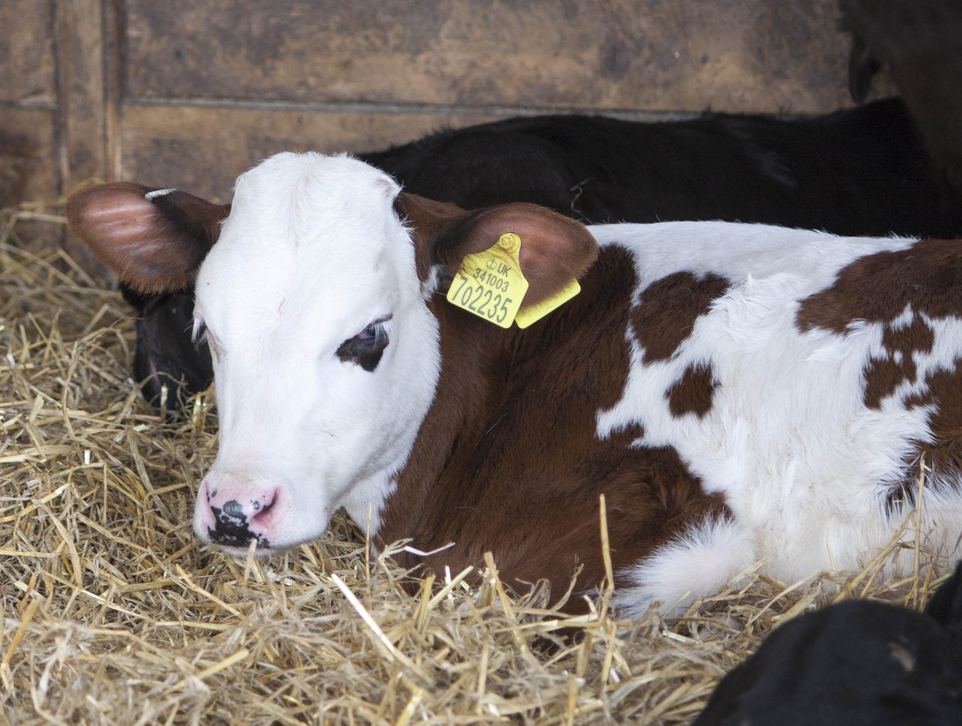 cow calf face free photo