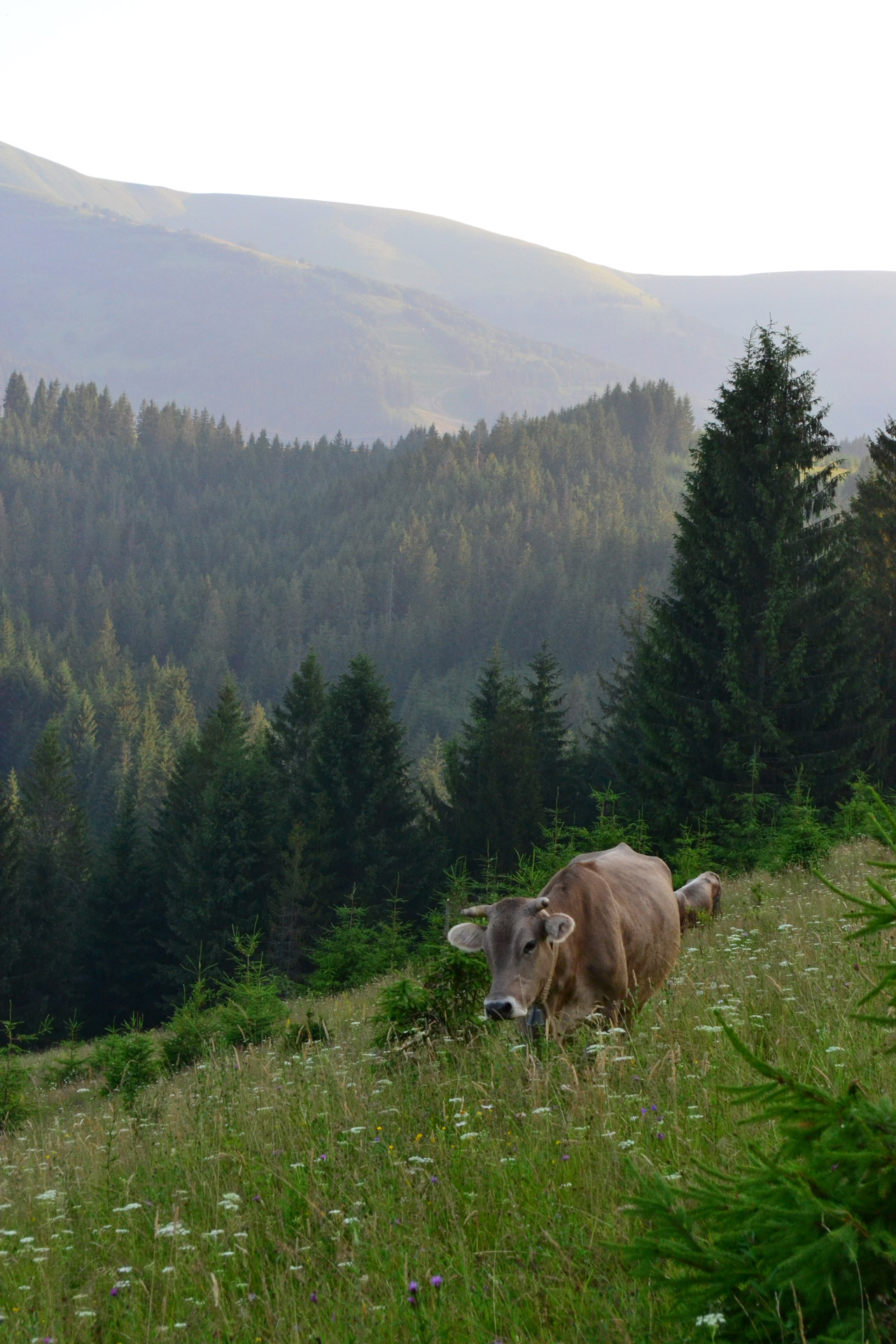 nature fields animal free photo