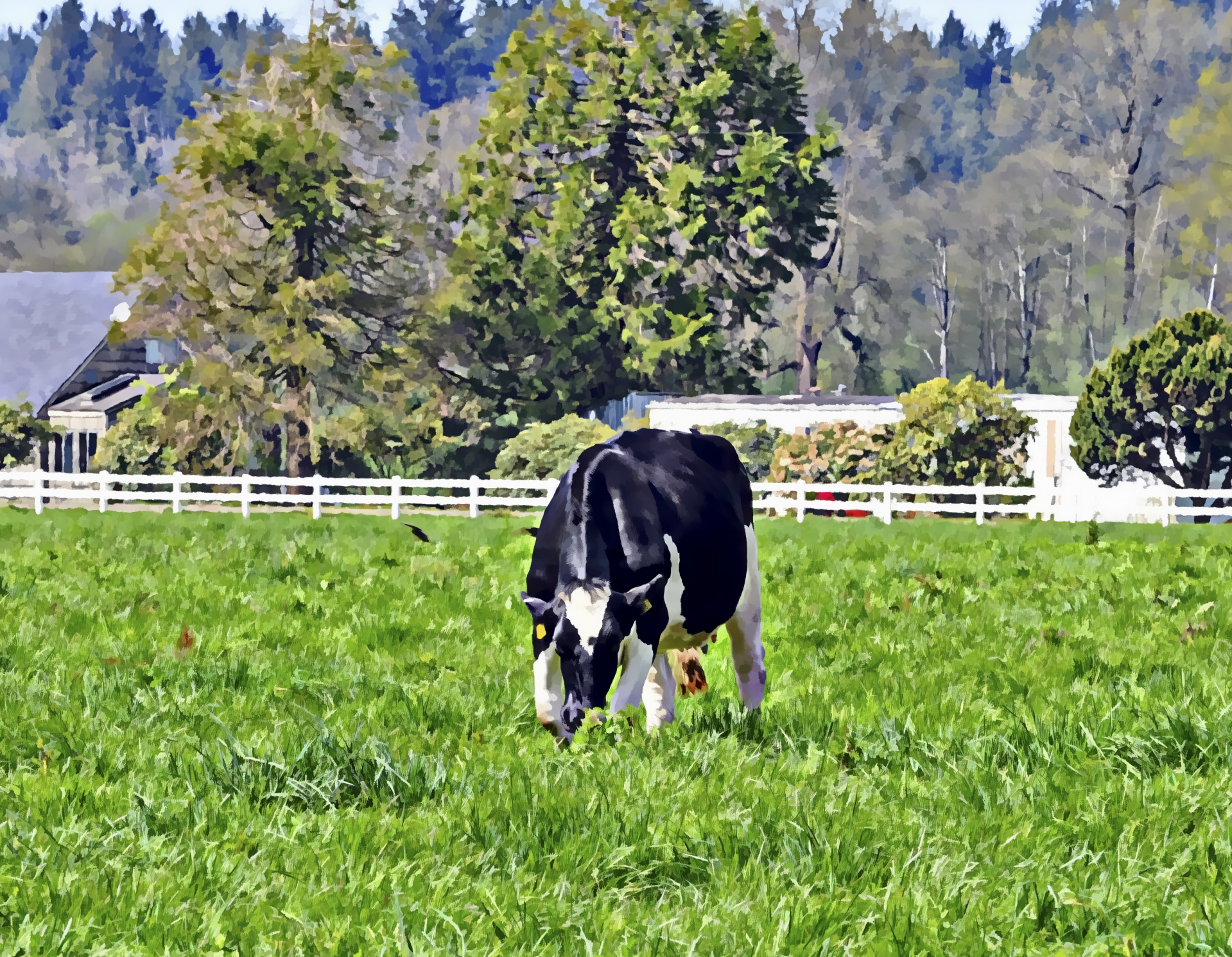 cow holstein cow cows free photo