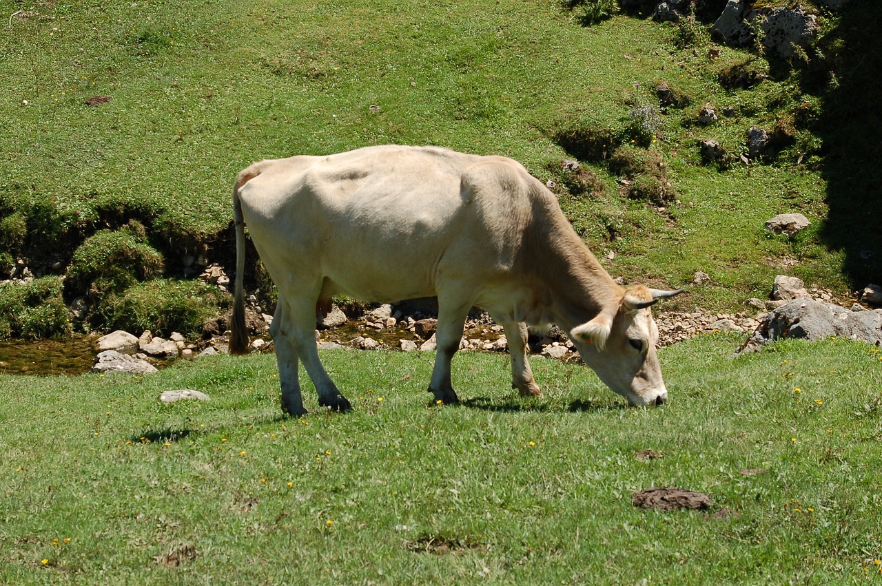 cow in the meadow covadonga summer free photo