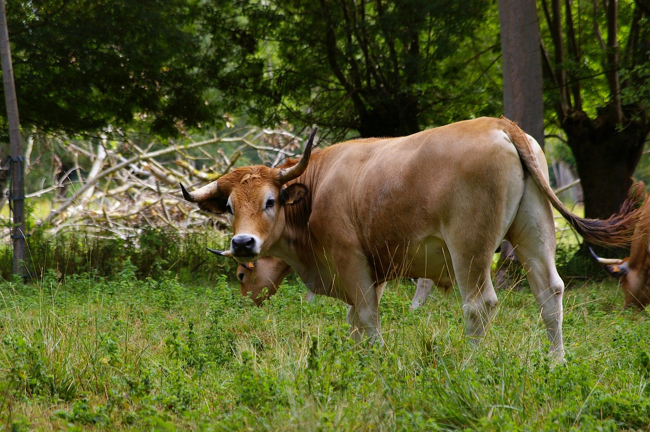 cow maraichine cow prairie free photo