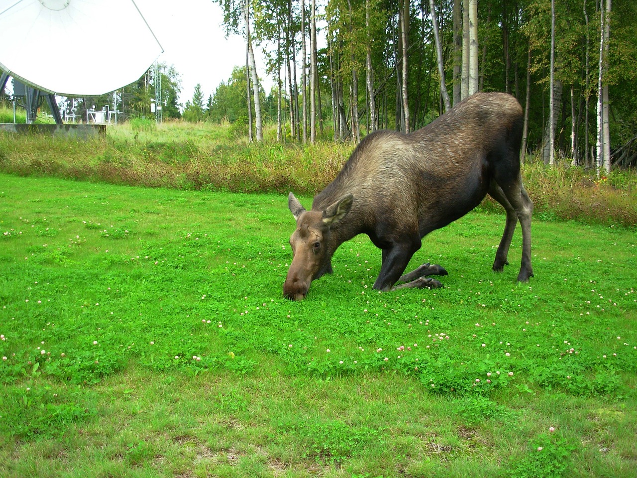 cow moose kneeling landscape free photo