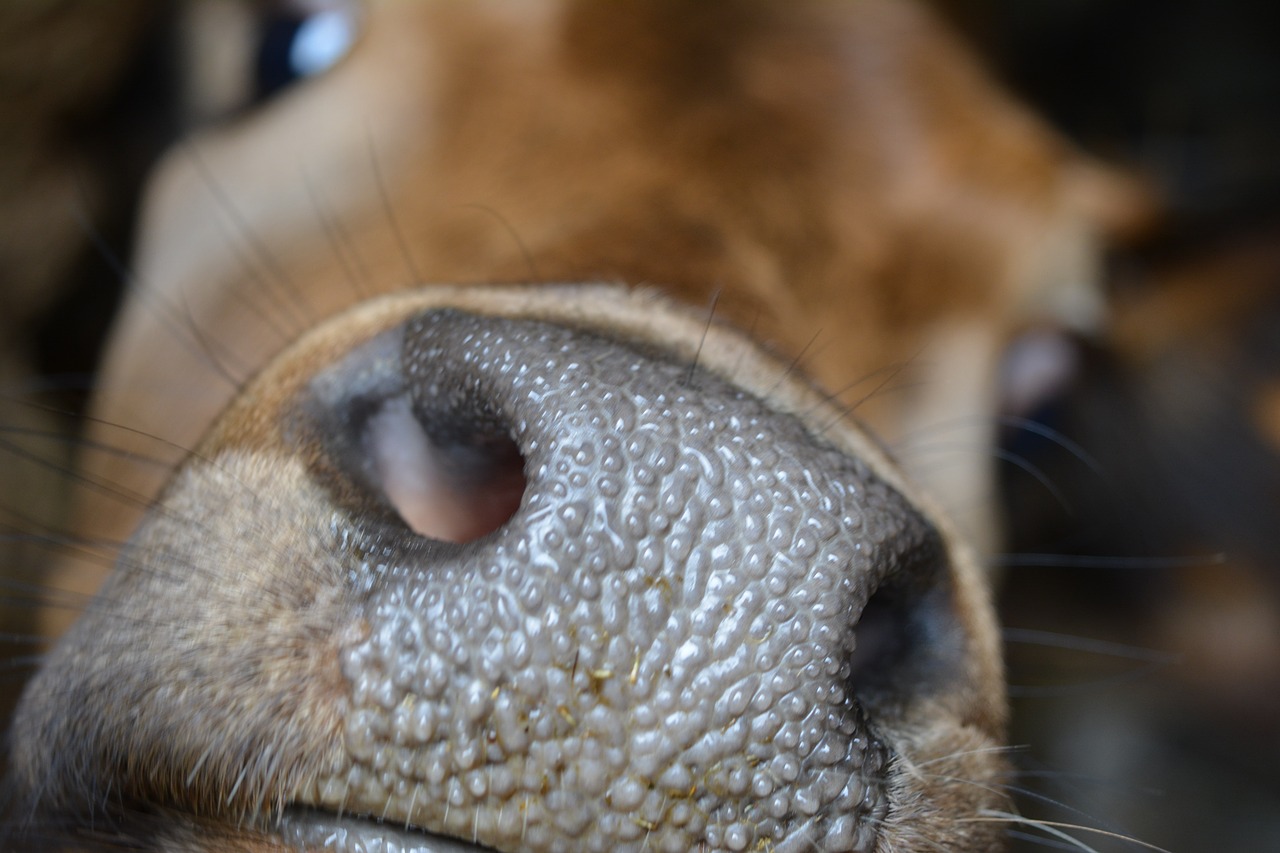 cow nose  cow head  cow free photo