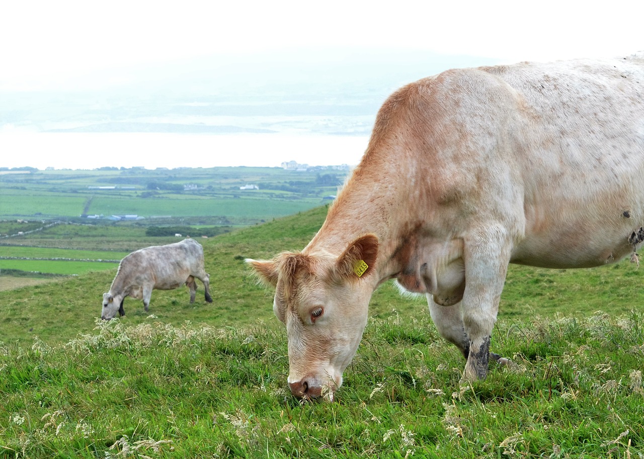 cow on a field cows animals free photo