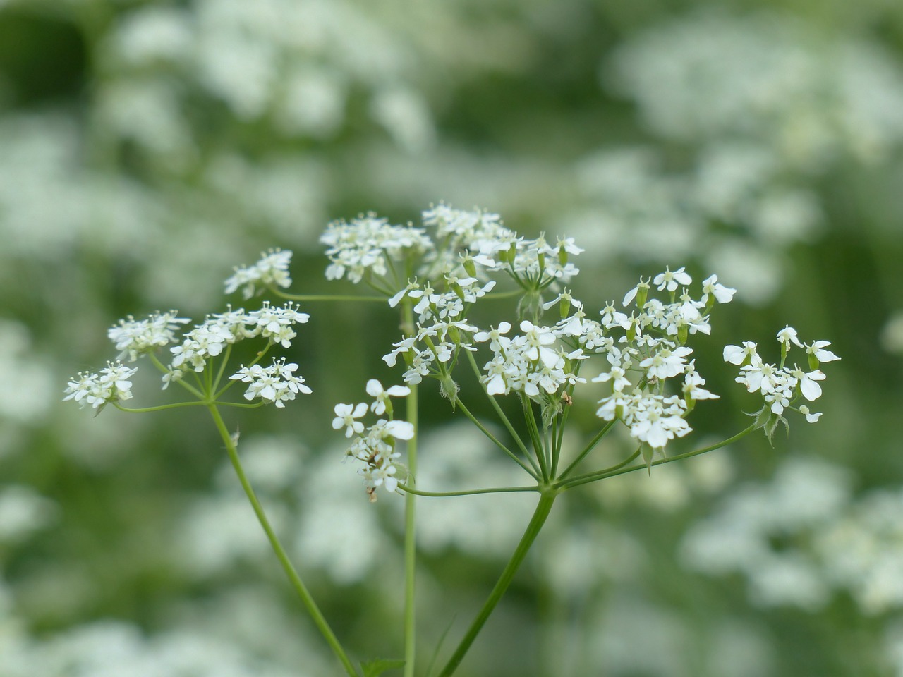 cow parsley blossom bloom free photo