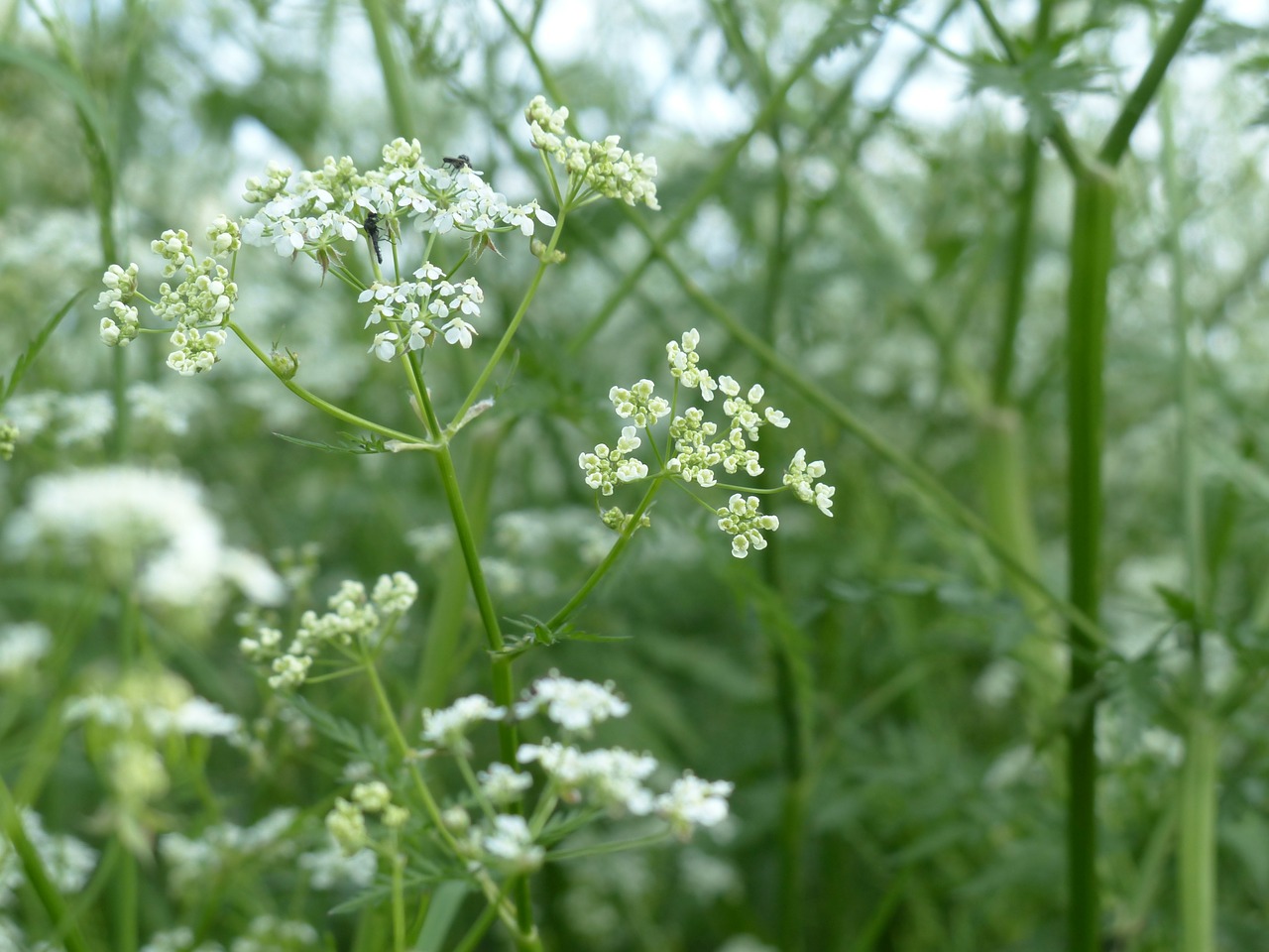 cow parsley blossom bloom free photo