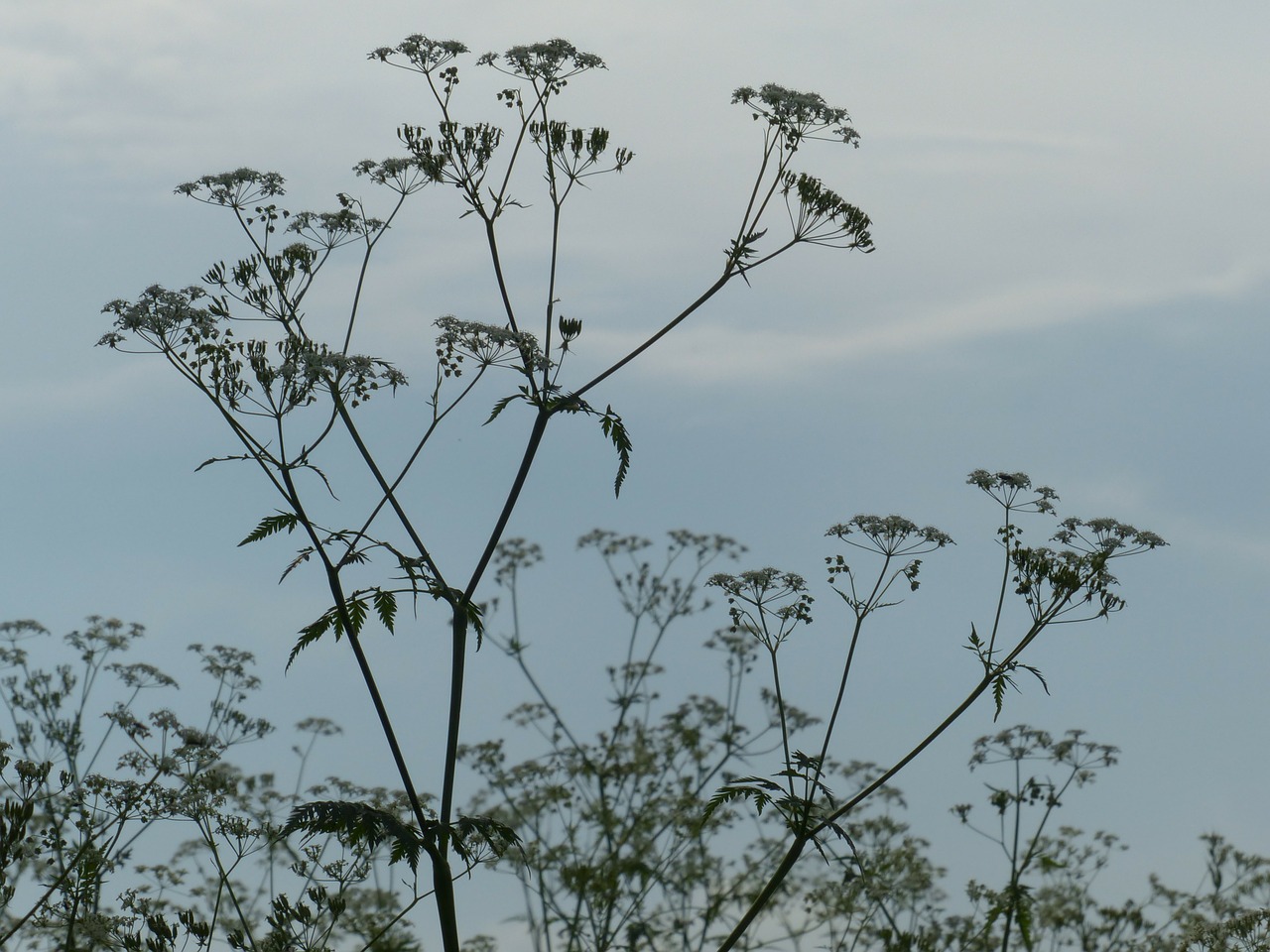 cow parsley blossom bloom free photo